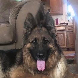 German Shepherds from Old Souls' German Shepherds