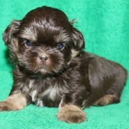 Rollo - Shih Tzu