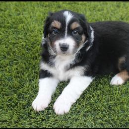 Australian Shepherd Puppies from FaithsAussies