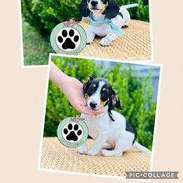 Dachshund Puppies from MB’s Dachshunds