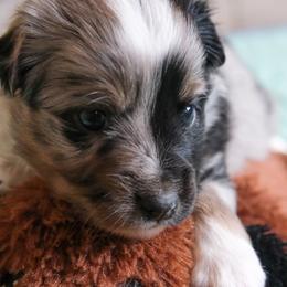 Scooby - Blue merle female Miniature American Shepherd puppy in Detroit, Michigan from Double Moon