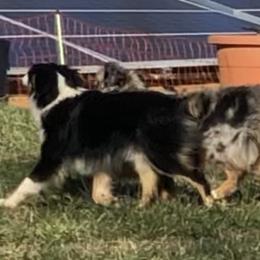Miniature Australian Shepherd and Toy Australian Shepherd Puppies from Quarter Creek Stockdogs & Mini/Toy Australian Shepherds