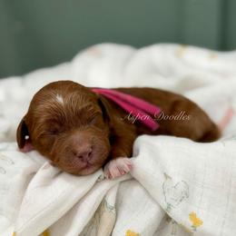 Meadow (Pink collar) - Apricot female Goldendoodle puppy in Salem, Utah from Aspen Doodles
