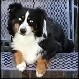 Miniature Australian Shepherd All Grown Up from Eagle Creek Aussies