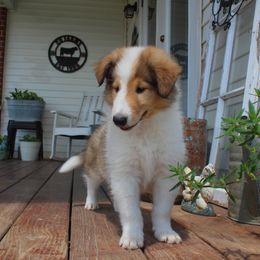 Collie Puppies from Americana Rough Collies