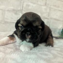 Cruz - Red male Shih Tzu puppy in West Pawlet, Vermont from Morgan's Shih Tzus