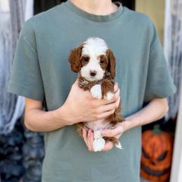 Bramble - Red  male Goldendoodle puppy in Springville, Utah from Happy Doodle