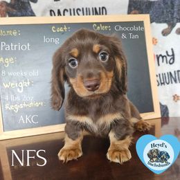 Patriot - Chocolate and tan male Dachshund puppy in Hoquiam, Washington from Heyd's Mini Dachshunds