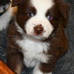 "Mac (now Bear)" Miniature Australian Shepherd Puppies from Eldorado Ranch Mini Aussies