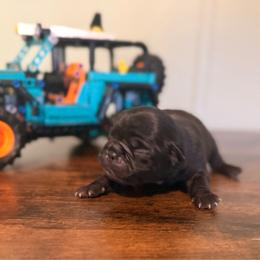 Peach - Black female Pug puppy in Smiths Station, Alabama from Magnolia Pugs