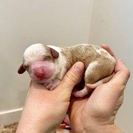 COPPER - Brown and white male Bernedoodle puppy in Mapleton, Utah from Natural Doodle Life