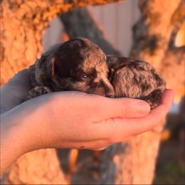 Lily - Merle female Goldendoodle puppy in Redding, California from Hope Lane Kennels