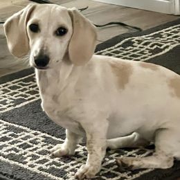 Betty White - Dachshund