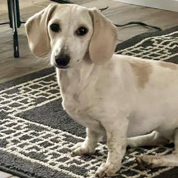 Betty White - Dachshund