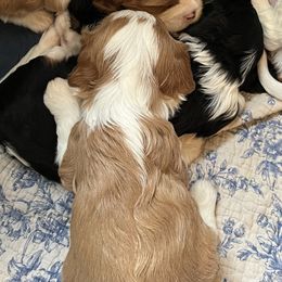 Girl 2 - Cavalier King Charles Spaniel puppy from Cloud Nine Cavaliers