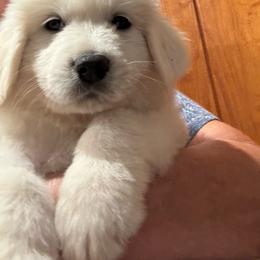 Luna - White female Great Pyrenees puppy in North Fork, California from Heritage Mountain Ranch