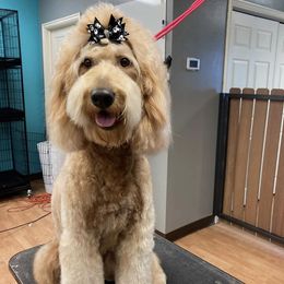 Watts - Goldendoodle