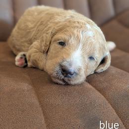 Blue - Apricot male Goldendoodle puppy in Prattville, Alabama from Jericho Junction Doodles and Poodles