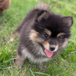 Raven - Tri-color female Pomsky puppy in Temple, Texas from Lone Star Pomsky