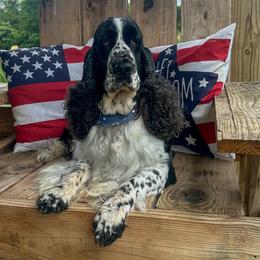 Ash - English Springer Spaniel