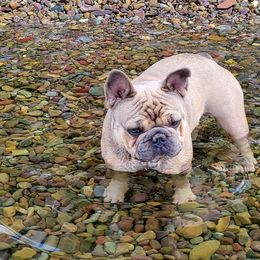 Desi - French Bulldog