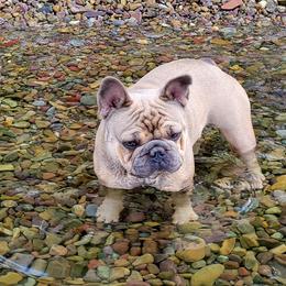 Desi - French Bulldog