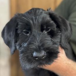 Girl 2 - Black female Giant Schnauzer puppy in North Royalton, Ohio from Mandy’s Giant Schnauzers