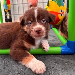Boy 3 - Red tri male Miniature Australian Shepherd puppy in Arizona from Country Charm Mini Aussies
