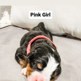 Girl1 - Tri-color Bernese Mountain Dog puppy in Las Vegas, Nevada from Rogarci Berners Ranch