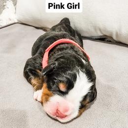 Girl1 - Tri-color Bernese Mountain Dog puppy in Las Vegas, Nevada from Rogarci Berners Ranch