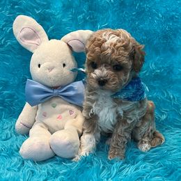 Maltipoo puppies from Knight Pups