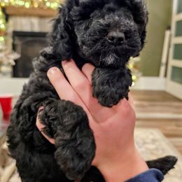 Peaches - Black female Goldendoodle puppy in Forest, Ohio from Mini Doodle Buddies
