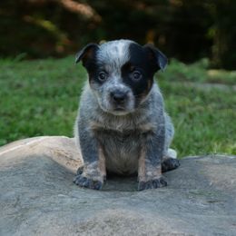 Luna Moth - Blue speckled female Australian Cattle Dog puppy in Buffalo Valley, Tennessee from Buffalo Valley Breeders