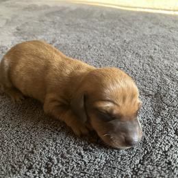 Jenny - Red female Dachshund puppy in Brave, Pennsylvania from Maple Moon Mini Dachshunds
