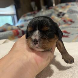 Girl 1 - Black and tan female Cavalier King Charles Spaniel puppy in Morriston, Florida from Cutesy Cavaliers