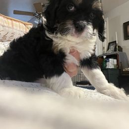 Cavalier King Charles Spaniel, Cavapoo, Maltipoo, and Poodle Puppies from Lainy's Puppies