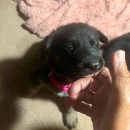 Pink - Bi-color female German Shepherd puppy in Centralia, Illinois from Janices AKC German Sheperds LLC
