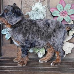 Boy 4 - Blue merle male Aussiedoodle puppy in Lawton, Oklahoma from Lindsey’s Aussies