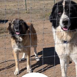 Colorado Mountain Dogs and Golden Retrievers from Splish Splash Goldens LLC & Trusted Ridge Homestead LLC