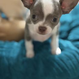 Dice - Blue male Chihuahua puppy in Amity, Pennsylvania from Rhoda and Verna