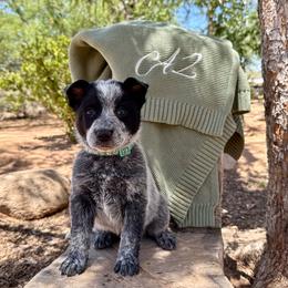 Buxton - Blue male Australian Cattle Dog puppy in Sahuarita, Arizona from A2 Australian Cattle Dogs