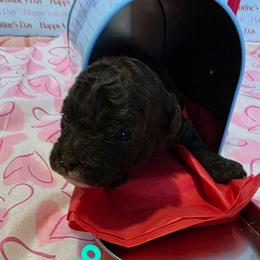 Turbo - Brown and white male Aussiedoodle puppy in Loveland, Colorado from A&L Ranch Aussiedoodles