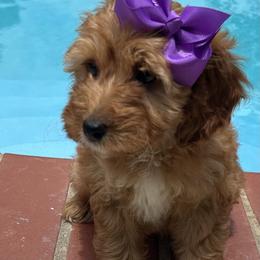 Donna - Red  female Goldendoodle puppy in Mint Hill, North Carolina from DoodleForever