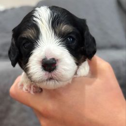 Tiger - Tri-color male Cavachon puppy in Awendaw, South Carolina from LierChonPoo