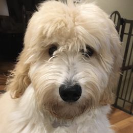 Elsa - Australian Labradoodle