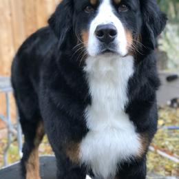 Bernese Mountain Dog All Grown Up from Four-T's