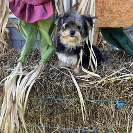 Sammy - Black and tan male Yorkshire Terrier puppy in Decker, Michigan from Diane's Pups