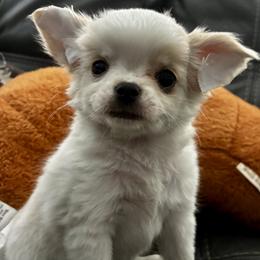 Truffle - Cream and white female Chihuahua puppy in Summerfield, Florida from Impeccable's Boutique & Ethical Breeder for the educated & discriminating ONLY
