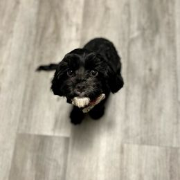 Winter - Black Cavapoo puppy in Spokane, Washington from Treasured Cavaliers of the Pacific Northwest