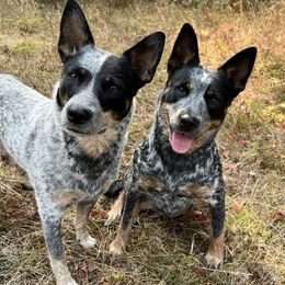 Australian Cattle Dogs from DC Australian Cattle Dogs